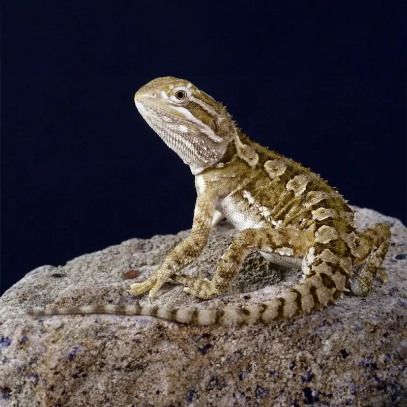 ハイカラー01/03