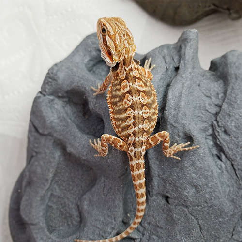 ハイカラー03/03